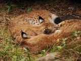 Lynx - tired