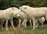 Altercation among the Canadian white wolves