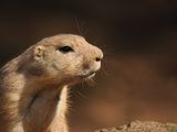 Prairie dog