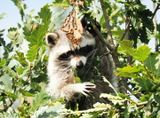 Racoon in a tree