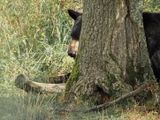 Hidden bear