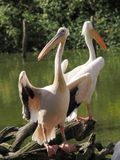 Pelicans showing off
