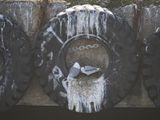 Kittiwakes nesting in a tyre at the pier