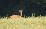 Roebuck