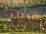 Red deer in captivity