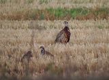 Ring-necked pheasant