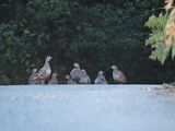 Pheasant traffic jam
