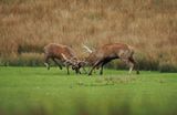 Fight during the rut