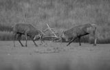 Fight during the rut BW