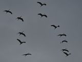 Cranes flying south