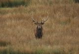 Stag