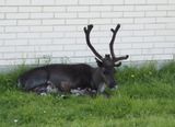 Reindeer resting in Hammerfest