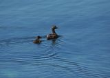 Common eiderducks - St Cuthberts ducks