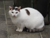 Resident stray cat
