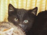 Black kitten hiding behind sibling