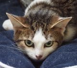 Frightened little kitty