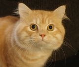 Ginger beauty