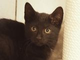 Black baby cat