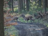 Red deer - traffic across the path