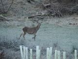 Red deer on a freezing winters morning