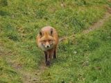 Fox