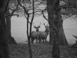 Stags BW