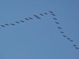 Cranes flying north