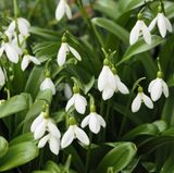 Snowdrops