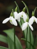 Snowdrops