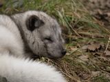 Arctic fox