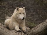 Arctic wolf