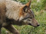 Eurasian wolf
