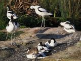 Avocets