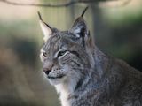 Lynx