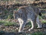 Lynx