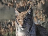 Lynx