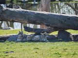 Coyotes