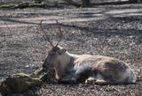 Reindeer