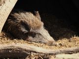 Wild boar