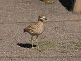 Stone curlew - oedicnme brid - Steinbrachvogel - burhinus oedicnemus