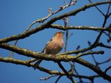 Chaffinch - pinson des arbres - Buchfink - Poufank - Fringilla coelebs - male
