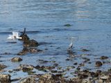 Vancouver Stanley Park - heron and cormorant photobombed by gull
