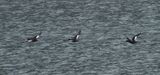 Tracy Arm - white-winged scoters