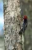 Red-breasted sapsucker - sphyrapicus ruber