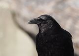 North western crow