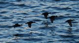 Surf scoters - in a rush