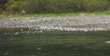 Gull and duck gathering