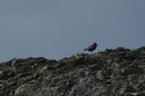 American black oystercatcher