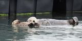 Sea otters - floating lesson for Junior