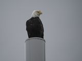 Bald eagle supervising a salmon cannery